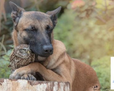 Pieni pöllö ja koira ovat ylimmät ystävykset – Katso suloiset kuvat