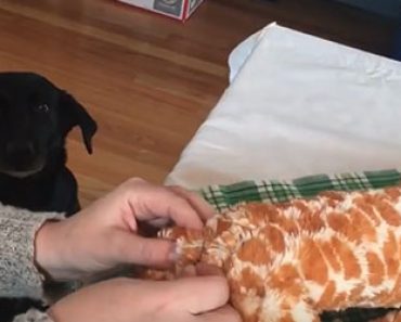 Suloinen koira odottaa kärsivällisesti kun sen lempilelua korjataan – Katso video