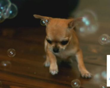 Chihuahua jahtaa saippuakuplia hidastetulla videolla – Sulattanut jo miljoonien ihmisten sydämet