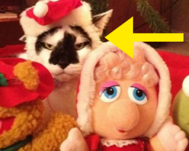 12 Kuvaa eläimistä, jotka vihaavat joulua – Viimeinen kuva on mahtava!