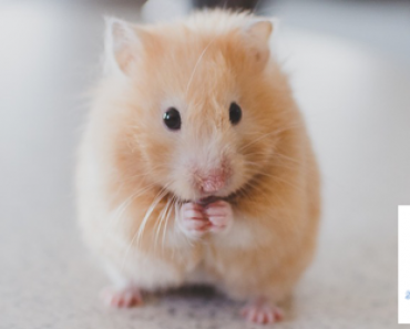 Ahne hamsteri ahtaa suunsa ja poskensa täyteen porkkanaa – Katso video
