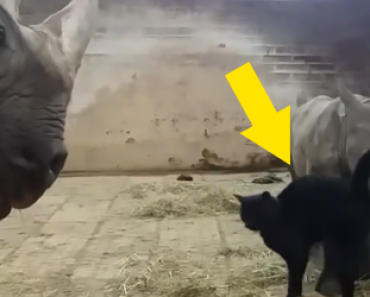 Kissa vierailee sarvikuonoemon ja pienen poikasen luona – Katso suloinen video