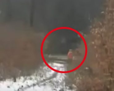 Video: Venäläinen koiranulkoiluttaja kohtasi metsässä hyvin kummalisen ja pelottavan näyn