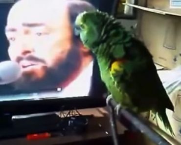 HAUSKA VIDEO: Papukaija näkee TV:ssä Pavarottin ja päättää alkaa imitoida häntä