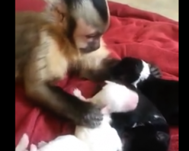 Apina tapaa koiranpennut ensimmäistä kertaa – Katso suloinen video