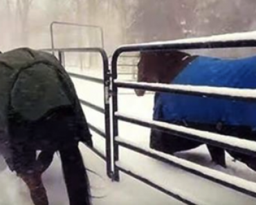 Hevoset päästetään ensi kertaa ulos lumisateeseen – Video on saanut miljoonat ihmiset repeämään naurusta!