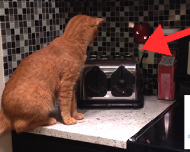 Kissa vastaan leivänpaahdin – Katso hauska video