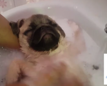 Mopsin kylpyhetki sulattaa kylmimmänkin sydämen – Katso video