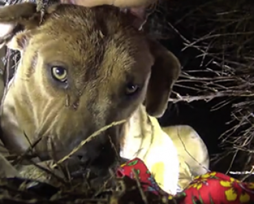 Video: Koditon koira pussaa yksitellen pentujaan kun pelastajat vievät ne turvaan