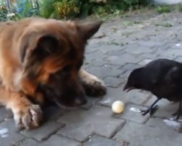 Pelastettu varis tykkää noutaa palloa kuin koira – Katso video