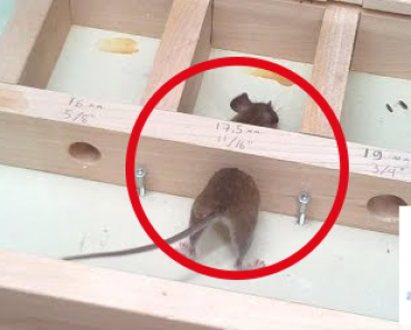 Kuinka pienestä reiästä hiiri mahtuu? Entäpä myyrä? – Katso hauska koevideo!