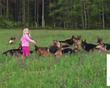 Video: Pikkutyttö leikkii neljäntoista saksanpaimenkoiran kanssa