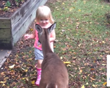 Pikkutyttö huomaa takapihalla villin peuran – Se mitä näet seuraavaksi sulattaa sydämesi!
