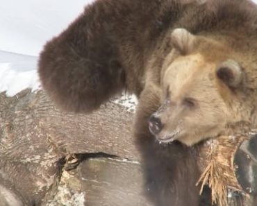 Suloinen video: Korkeasaaren karhut heräsivät talviunilta
