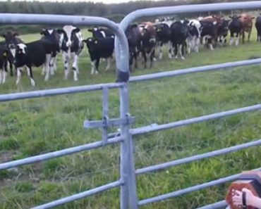 Pikkutytön soitto saa lehmät rientämään paikalle – Katso uskomaton video