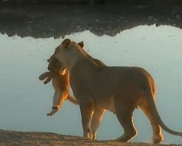 Video: Itsepäinen leijonanpentu ei kuuntele emoaan – Katso mitä leijonaäiti tekee