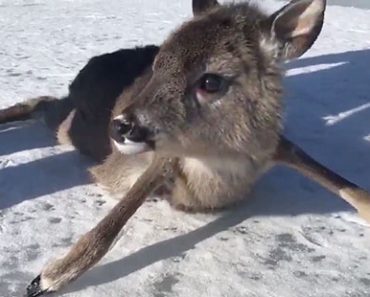 Peuran vasa joutui pulaan Inkoon jäällä – Sankareina Tammisaaren merivartiosto (Video)
