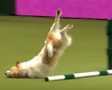 Tämän koiran agility-esitys on aivan omaa luokkaansa – Video saa ihmiset nauramaan vedet silmissä