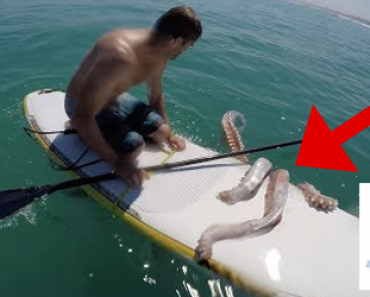 VIDEO: SUP-lautailija meloo kaikessa rauhassa, kunnes “merihirviö” ottaa laudasta kiinni lonkeroillaan