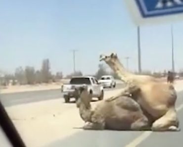Mahdollista vain Dubaissa: Kamelit parittelivat moottoritiellä – Katso hervoton video