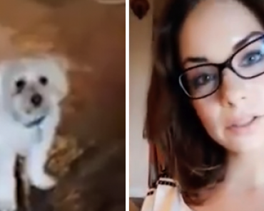 Nainen kokeili uusia silmälaseja ja kysyi koiraltaan mielipidettä – lemmikin reaktio naurattanut miljoonia!