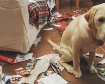 13 Kuvaa siitä mitä tapahtuu kun jätät koirasi hetkeksi yksin kotiin
