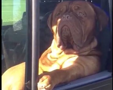 Tässä on ehkä maailman coolein koira: Istuu autossa kuin ihminen ja kuuntelee radiota