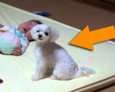 Vauva makaa lattialla ja itkee – pian koira tekee jotain huvittavaa joka saa kaikki nauramaan