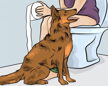 Tiedätkö miksi koira seuraa omistajaansa vessaan? – Syy siihen saa hymyn huulillesi