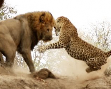 Leijona yllättää leopardin nokosilta – Katso uskomaton video!