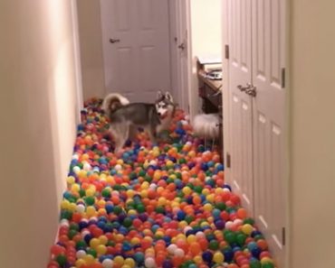 Video: Mies teki koiralleen oman pallomeren – Jopa 5 400 palloa!