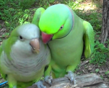 Papukaija pyytää ihastukseltaan pusua – Video saanut miljoonien sydämet sulamaan