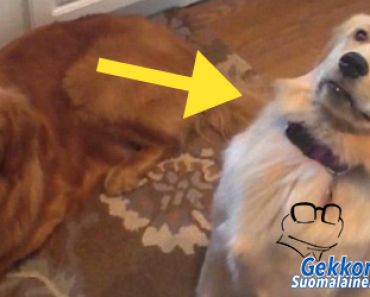 Herkkupala katosi koiralta – Eläimen reaktio on naurattanut miljoonia! – Katso video!