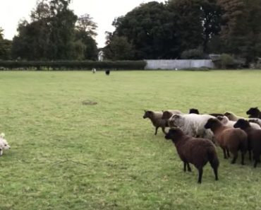 Pikkukoira yritti paimentaa lampaita – hassustihan siinä kävi – Katso mahtava video!