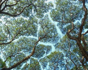 10 Kuvaa luonnonilmiöstä, joissa puut välttävät toistensa kosketusta – Numero 9 on henkeäsalpaavan upea!