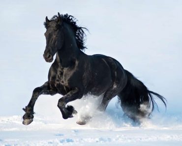15 Kaunista kuvaa uljaista hevosista – Numero 14 on uskomaton!