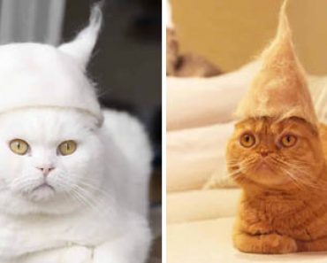 13 Kuvaa kissojen hatuista, jotka on tehty niiden omista karvoista
