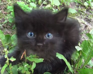 Video: Kadulle hylätty kissanpentu pääsi uuteen kotiin