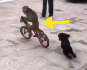 Erikoinen tapahtuma videolle: Apina varastaa pyörän ja ajaa sillä koiraa pakoon