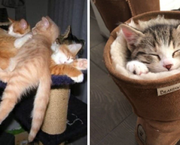 Nämä kuvat todistavat että kissat voivat nukkua ihan missä tahansa (23 kuvaa)