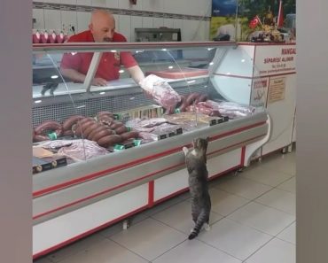 Kissa kerjää ruokaa kaupan lihatiskillä – myyjän reaktio on sulattanut miljoonien sydämet