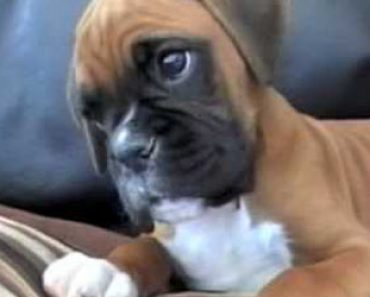 Suloinen koiranpentu kuulee omistajansa äänen puhelimesta – Katso reaktio videolta!
