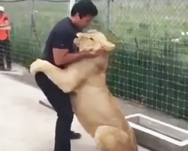 Video: Leijona tapaa parhaan ystävänsä seitsemän vuoden jälkeen – Katso reaktio!