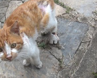 Koditon kissa ilmestyi ovelle pyytämään apua – Katso koskettava video