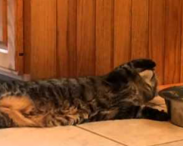 Video: Laiska kissa tekee jotain huvittavaa, joka on saanut miljoonat ihmiset nauramaan