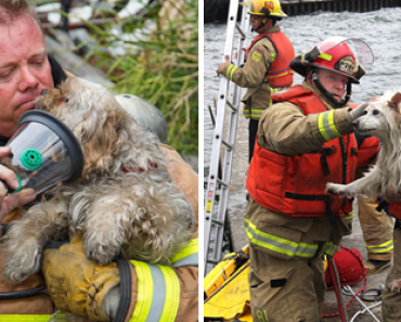 15 Kuvaa palomiehistä pelastamassa eläimiä – Numero 14 sulattaa kylmimmänkin sydämen