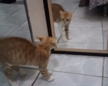 Video: Kissa näkee heijastuksensa peilistä – se mitä tapahtuu seuraavaksi on sinun nähtävä itse!