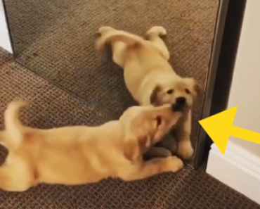 Video: Suloinen koiranpentu leikkii peilin heijastuksen kanssa