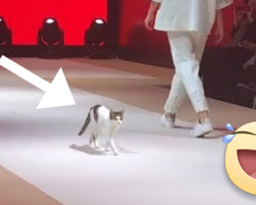 Video: Kissa tunkeutui muotinäytökseen ja opetti malleille oikeaoppista catwalkia!