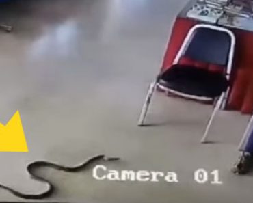 Käärme hyökkää miehen kimppuun poliisiasemalla, katso mitä tapahtuu seuraavaksi